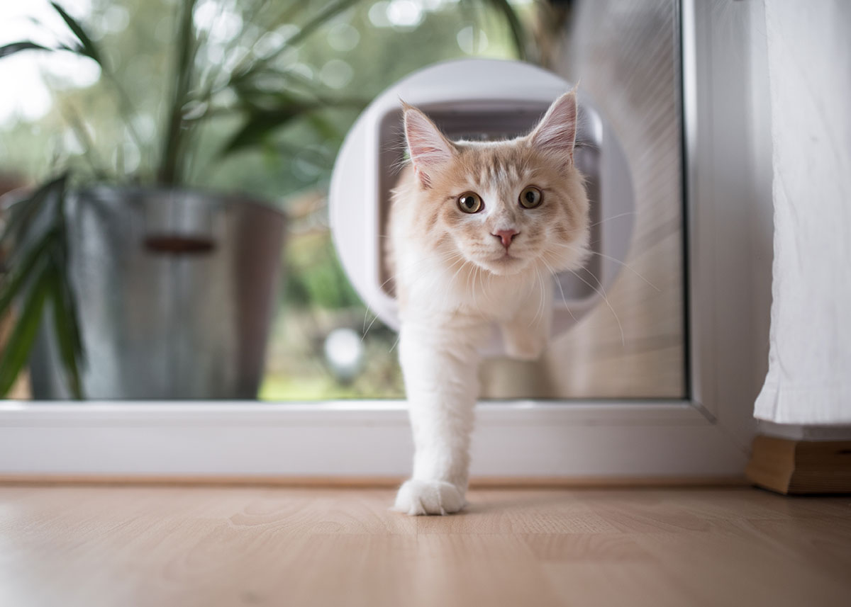 Cat Flap in Glass Doors